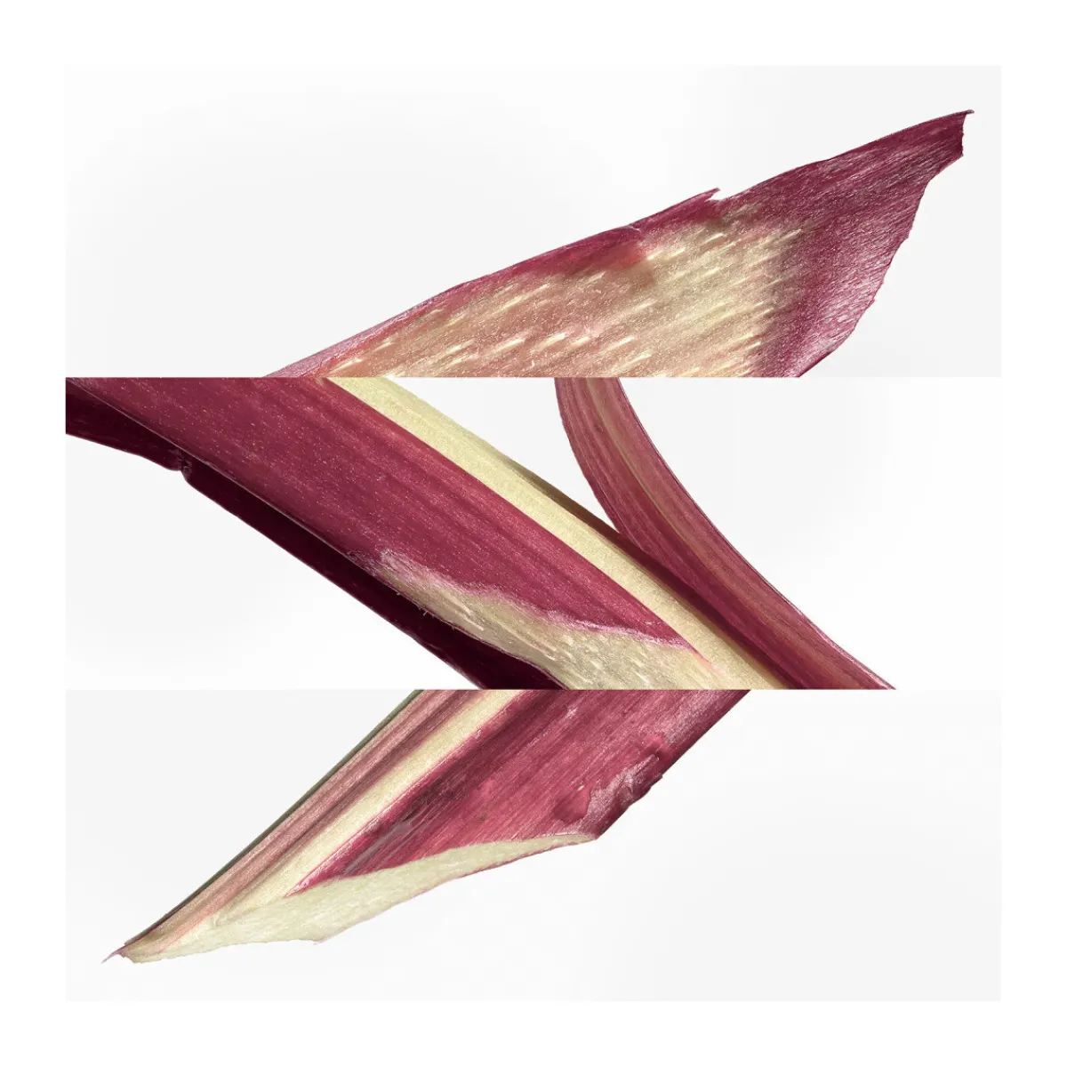 Hermès Paris Eau de Cologne Eau de Rhubarbe Ecarlate 100 ml-Homme Parfums